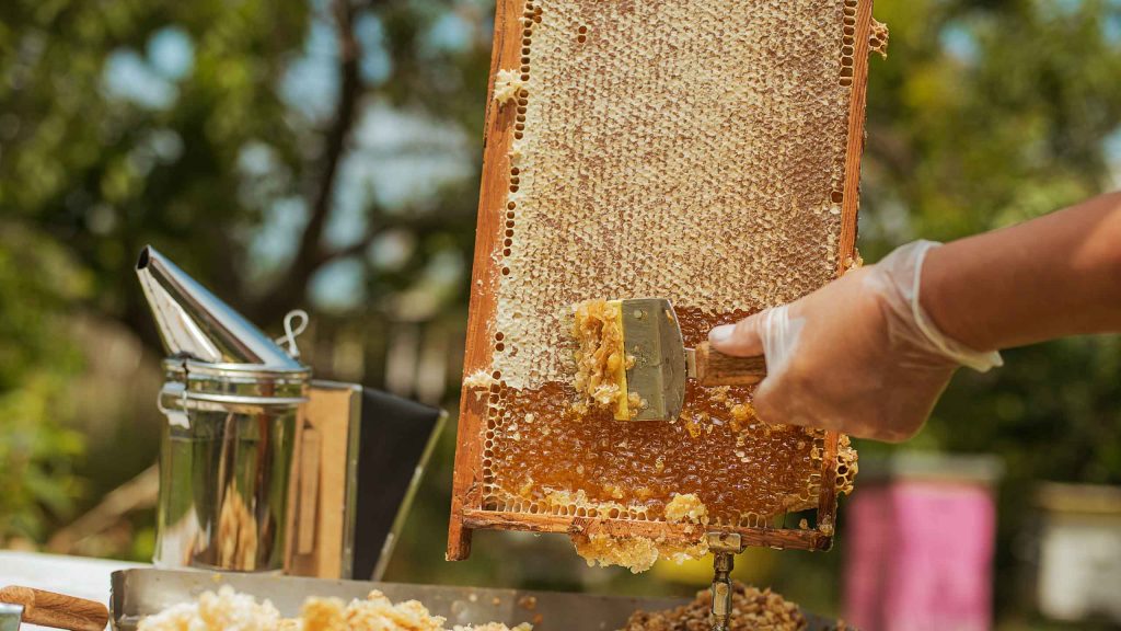 Honigwabe wird mit Entdeckelungsgabel geöffnet und Honig tropft aus der Wabe